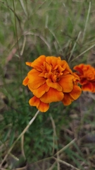 Tagetes patula