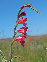 Gladiolus crassifolius