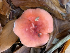 Russula luteotacta