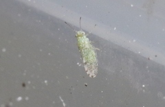 Craspedolepta martini