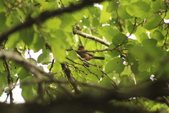 Coryphospingus cucullatus