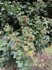 Hedera canariensis