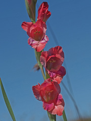 Gladiolus crassifolius