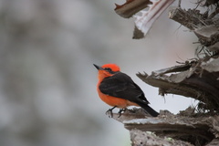 Pyrocephalus rubinus