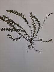 Blechnum membranaceum