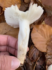 Russula luteotacta