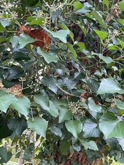 Hedera canariensis