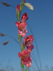 Gladiolus crassifolius
