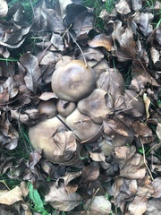 Lyophyllum