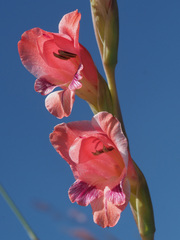 Gladiolus crassifolius