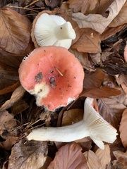 Russula luteotacta