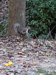 Sciurus carolinensis