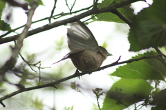 Coryphospingus cucullatus