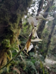 Epidendrum hymenodes