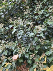Hedera canariensis
