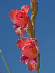 Gladiolus crassifolius