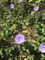Convolvulus sabatius