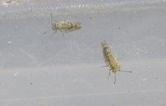 Craspedolepta martini