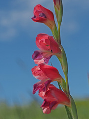 Gladiolus crassifolius