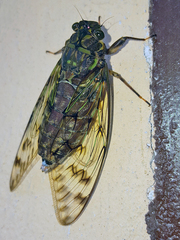 Cicadidae