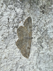 Hypomecis punctinalis