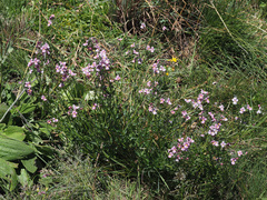 Nemesia caerulea