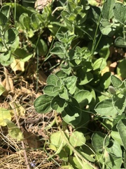 Convolvulus sabatius