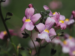 Nemesia caerulea