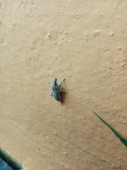 Curculionidae