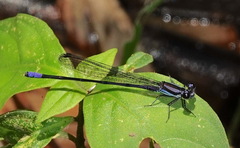 Argia nigrior