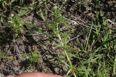 Matricaria occidentalis