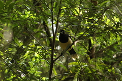 Cyanocorax chrysops