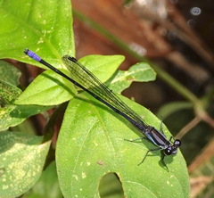Argia nigrior