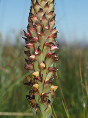 Disa versicolor