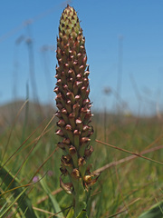 Disa versicolor
