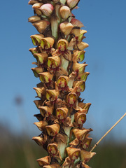 Disa versicolor