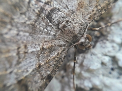 Hypomecis punctinalis