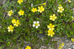 Ranunculus formosa-montanus