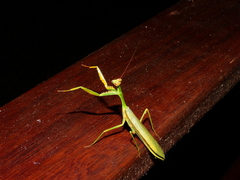 Cardioptera squalodon