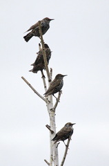 Sturnus vulgaris