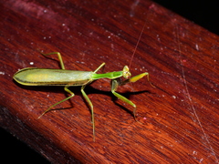 Cardioptera squalodon