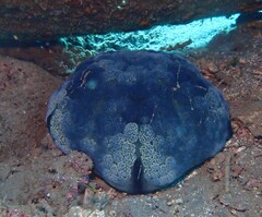 Culcita novaeguineae