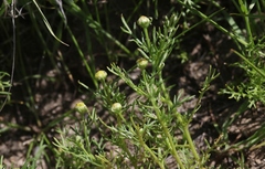 Matricaria occidentalis