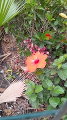 Hibiscus rosa-sinensis