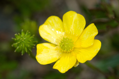 Ranunculus formosa-montanus