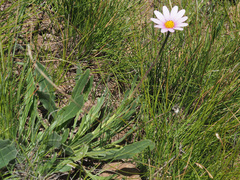 Dimorphotheca jucunda