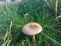 Volvopluteus gloiocephalus