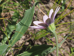 Dimorphotheca jucunda