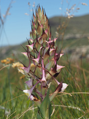 Disa cooperi