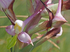 Disa cooperi